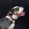 Leather Dog Collar - Snake Dreaming: Small - 27cm to 36cm (width 1.5cm)