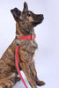 Leather Dog Collar - Water Dreaming: Large - 37cm to 46cm (width 2.3cm)