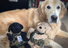 Warrior Canine Connection, Yellow Lab Knottie® Plush Dog Toy