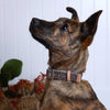 Leather Dog Collar - Fire Country Dreaming: Large - 37cm to 46cm (width 2.3cm)